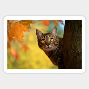 Fall Cat Sticker